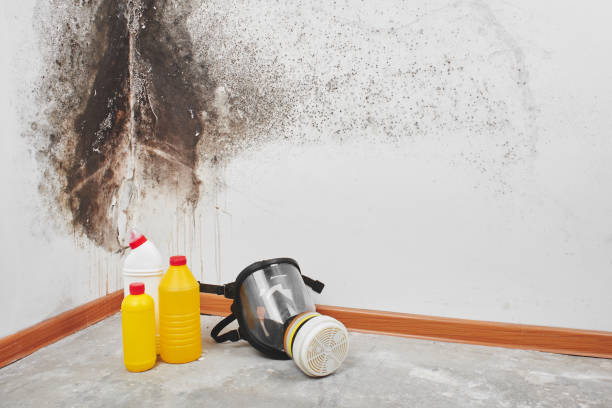 Best Mold Testing and Inspection Services in Stryker, OH