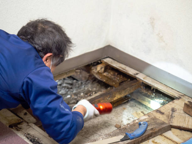 Best Health and Safety Mold Remediation in Stryker, OH