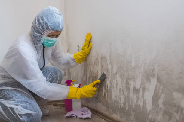 Best Mold Remediation for Schools in Stryker, OH