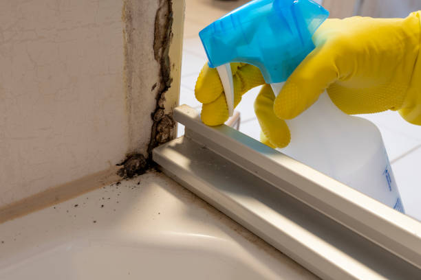Best Mold Remediation for Specific Building Types in Stryker, OH