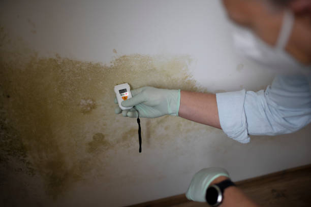 Best Commercial Mold Remediation in Stryker, OH