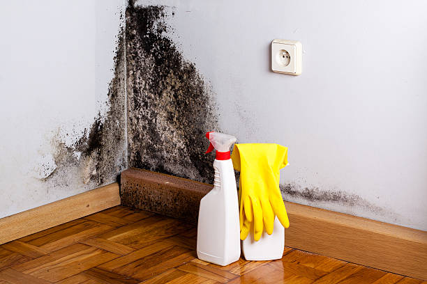 Professional Mold Remediation in Stryker, OH