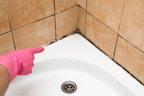 Best White Mold Remediation in Stryker, OH